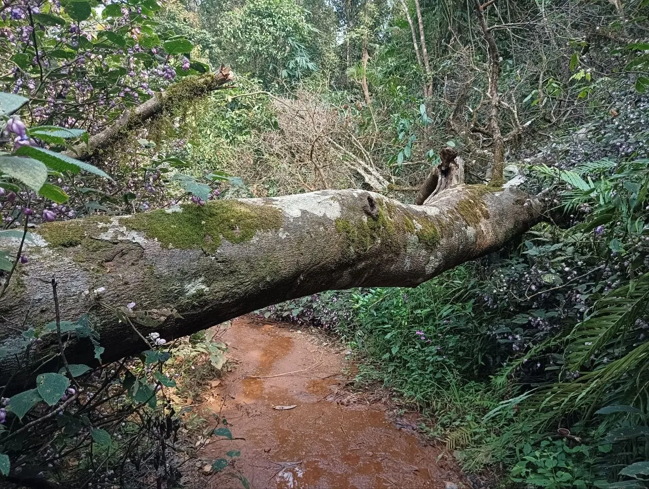 Fallen down tree
