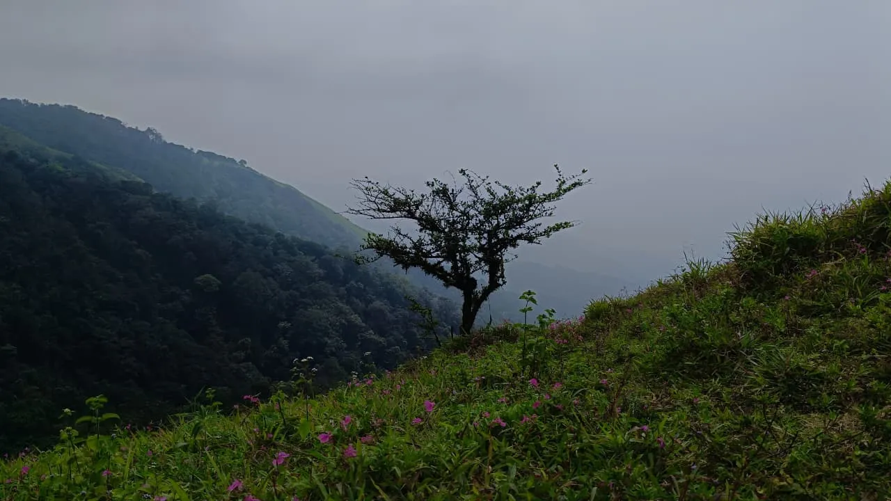 Lone Tree