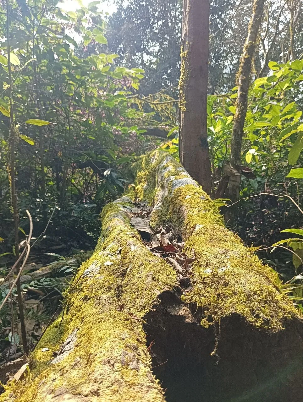 Tree with moss overgrowth