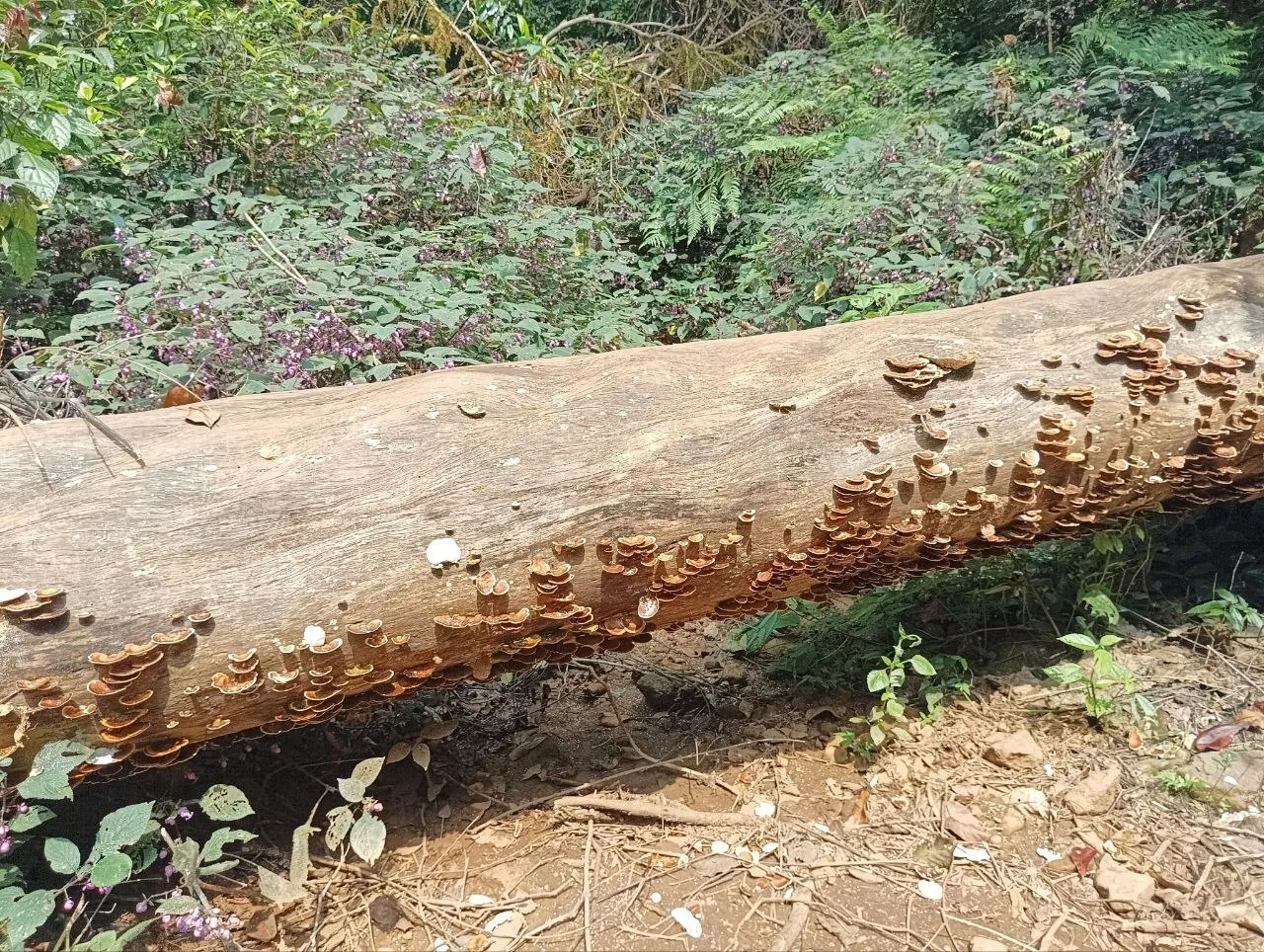 Tree with mushroom overgrowth