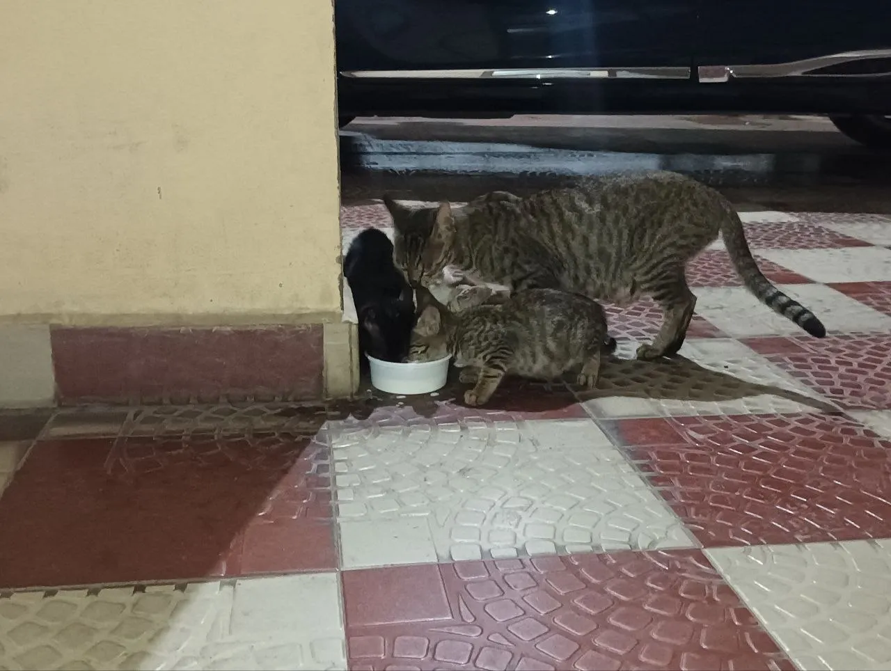 cat family enjoying their dinner
